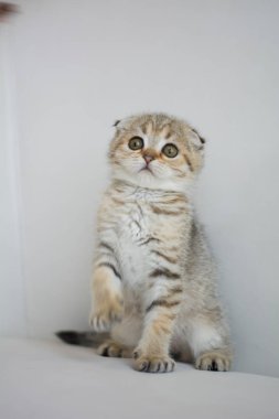 yavru kedi kedi İskoç düz, lop-eared kabarık, hayvan