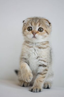 yavru kedi kedi İskoç düz, lop-eared kabarık, hayvan