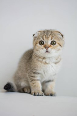 yavru kedi kedi İskoç düz, lop-eared kabarık, hayvan