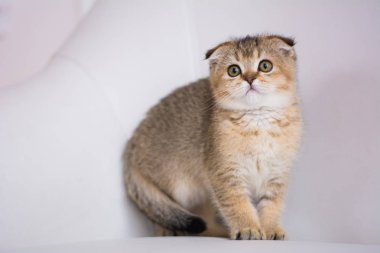 yavru kedi kedi İskoç düz, lop-eared kabarık, hayvan