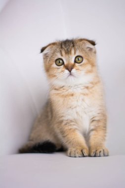 yavru kedi kedi İskoç düz, lop-eared kabarık, hayvan