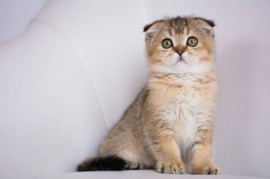 yavru kedi kedi İskoç düz, lop-eared kabarık, hayvan