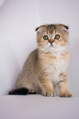 yavru kedi kedi İskoç düz, lop-eared kabarık, hayvan