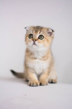 yavru kedi kedi İskoç düz, lop-eared kabarık, hayvan