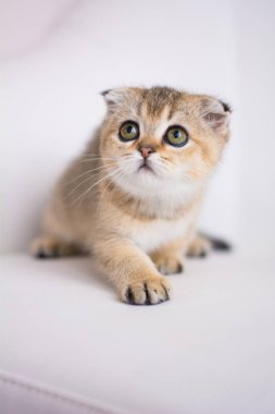 yavru kedi kedi İskoç düz, lop-eared kabarık, hayvan