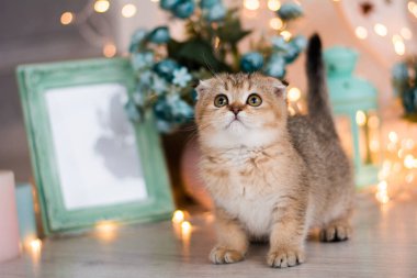 yavru kedi kedi İskoç düz, lop-eared kabarık, hayvan