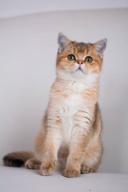 yavru kedi kedi İskoç düz, lop-eared kabarık, hayvan