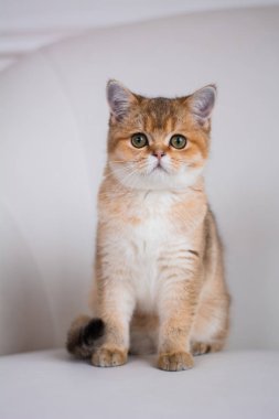 yavru kedi kedi İskoç düz, lop-eared kabarık, hayvan