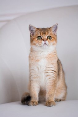 yavru kedi kedi İskoç düz, lop-eared kabarık, hayvan