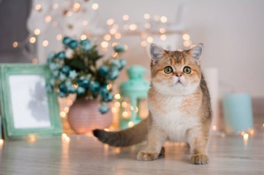 yavru kedi kedi İskoç düz, lop-eared kabarık, hayvan