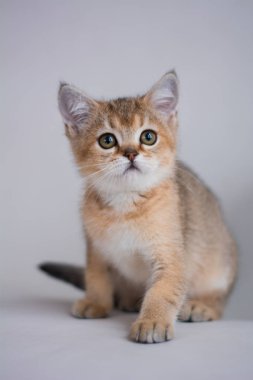 yavru kedi kedi İskoç düz, lop-eared kabarık, hayvan