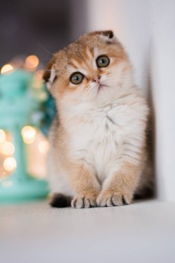 yavru kedi kedi İskoç düz, lop-eared kabarık, hayvan