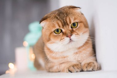 yavru kedi kedi İskoç düz, lop-eared kabarık, hayvan