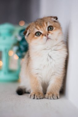 yavru kedi kedi İskoç düz, lop-eared kabarık, hayvan