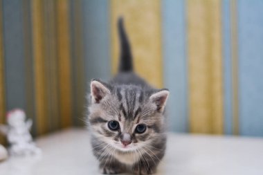 Pisi pisi, pisi, hayvan.