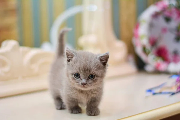 Kätzchen Katze Munchkin Flauschig Tier — Stockfoto