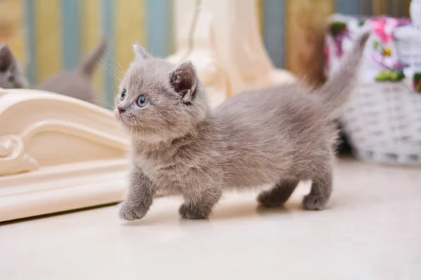 Kitty Cat Munchkin Fluffy Animal — Stock Photo, Image