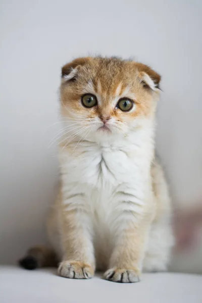 Gatito Gato Escocés Recta Lop Orejas Esponjoso Animal —  Fotos de Stock