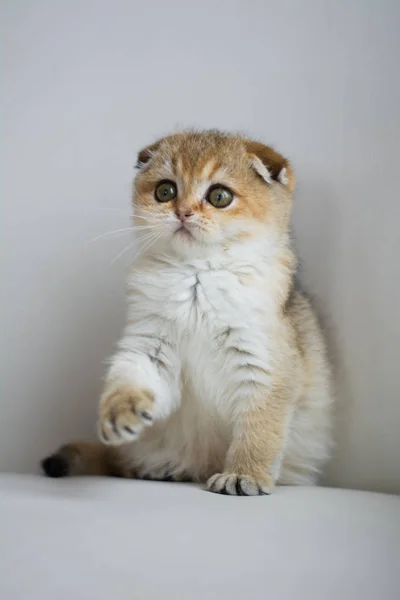 Gatito Gato Escocés Recta Lop Orejas Esponjoso Animal —  Fotos de Stock