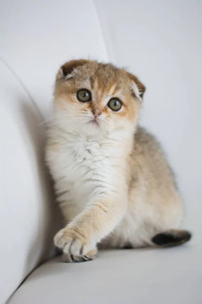 Kattunge Katt Skotska Raka Slokörad Fluffig Djur — Stockfoto