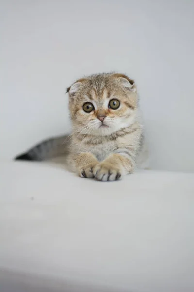 Kätzchen Katze Schottisch Gerade Schlappohr Flauschig Tier — Stockfoto