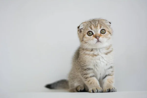 Kociak Kot Koty Syjamskie Zwisłouche Puszyste Zwierząt — Zdjęcie stockowe