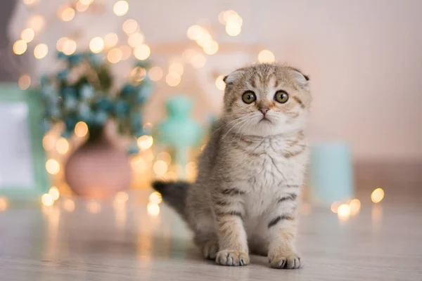 Gatito Gato Escocés Recta Lop Orejas Esponjoso Animal —  Fotos de Stock