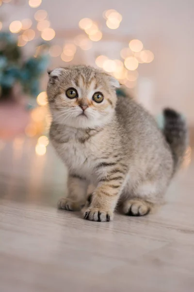 yavru kedi kedi İskoç düz, lop-eared kabarık, hayvan