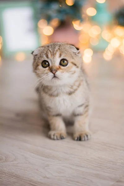 Gatito Gato Escocés Recta Lop Orejas Esponjoso Animal —  Fotos de Stock