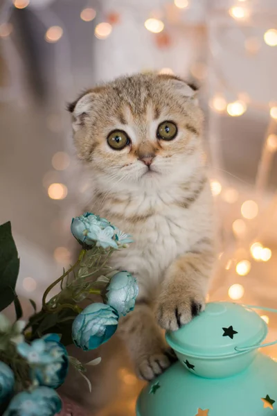 yavru kedi kedi İskoç düz, lop-eared kabarık, hayvan