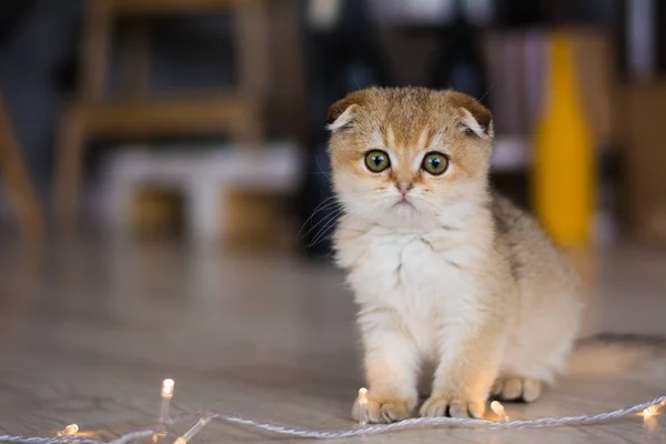 Kattunge Katt Skotska Raka Slokörad Fluffig Djur — Stockfoto