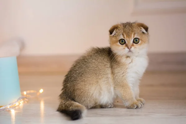 Γατάκι Γάτα Σκωτίας Ευθεία Κρεμάμενα Ωτά Αφράτο Ζώο — Φωτογραφία Αρχείου