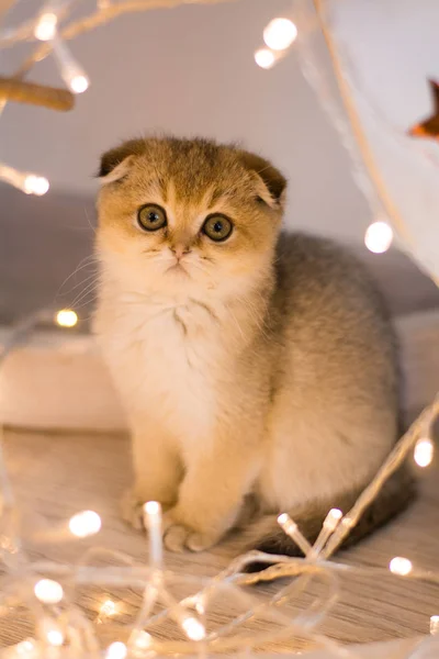 Kätzchen Katze Schottisch Gerade Schlappohr Flauschig Tier — Stockfoto