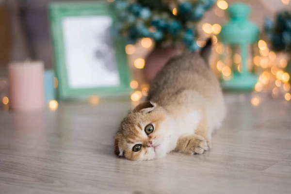 Kitten Kat Schotse Rechte Droeve Pluizig Dier — Stockfoto