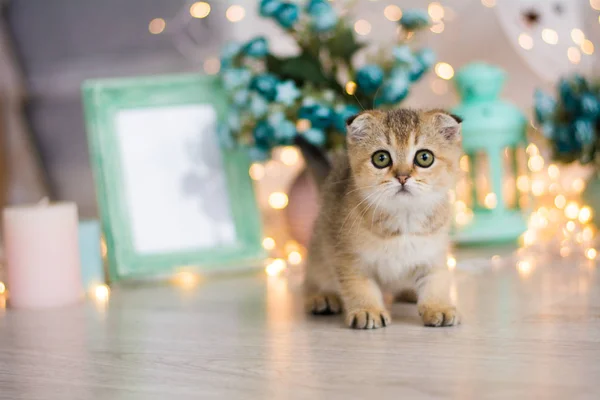 Kitten Cat Scottish Straight Lop Eared Fluffy Animal — Stock Photo, Image