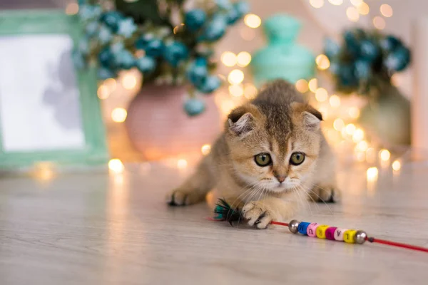 Kattunge Katt Skotska Raka Slokörad Fluffig Djur — Stockfoto