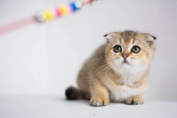 Gatito Gato Escocés Recta Lop Orejas Esponjoso Animal — Foto de Stock
