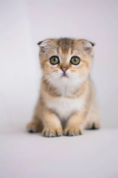 Kätzchen Katze Schottisch Gerade Schlappohr Flauschig Tier — Stockfoto