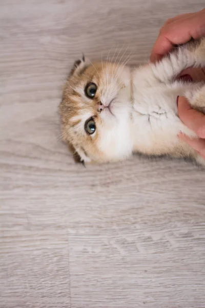 Kitten Kat Schotse Rechte Droeve Pluizig Dier — Stockfoto