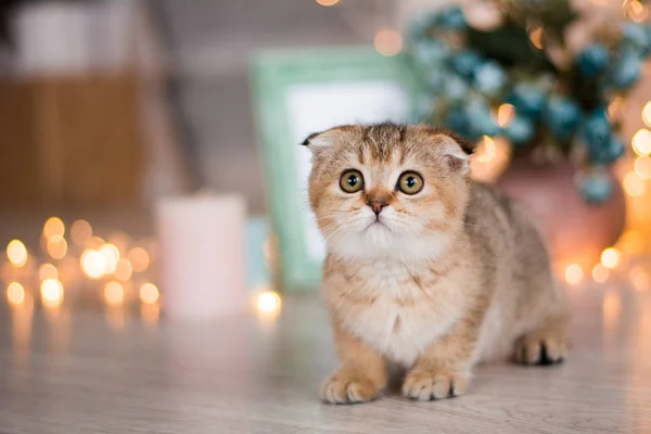 Yavru Kedi Kedi Skoç Düz Lop Eared Kabarık Hayvan — Stok fotoğraf