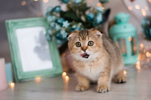 Kitten Cat Scottish Straight Lop Eared Fluffy Animal — Stock Photo, Image