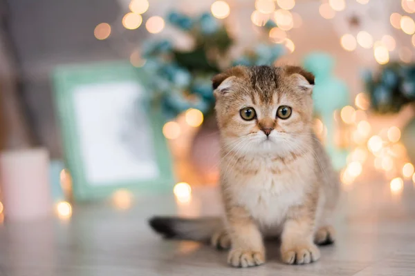 Gatito Gato Escocés Recta Lop Orejas Esponjoso Animal —  Fotos de Stock