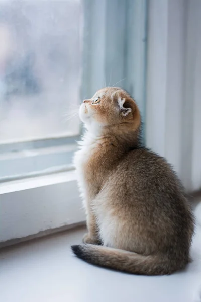 yavru kedi kedi İskoç düz, lop-eared kabarık, hayvan