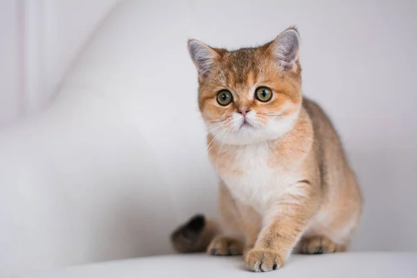 yavru kedi kedi İskoç düz, lop-eared kabarık, hayvan