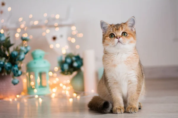 Kätzchen Katze Schottisch Gerade Schlappohr Flauschig Tier — Stockfoto