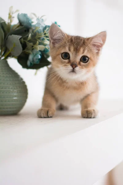 Kätzchen Katze Schottisch Gerade Schlappohr Flauschig Tierbaum — Stockfoto