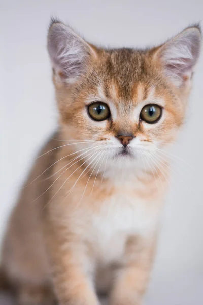 Kätzchen Katze Schottisch Gerade Schlappohr Flauschig Tier — Stockfoto