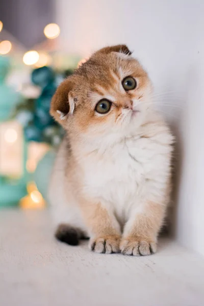 Kitten Cat Scottish Straight Lop Eared Fluffy Animal — Stock Photo, Image