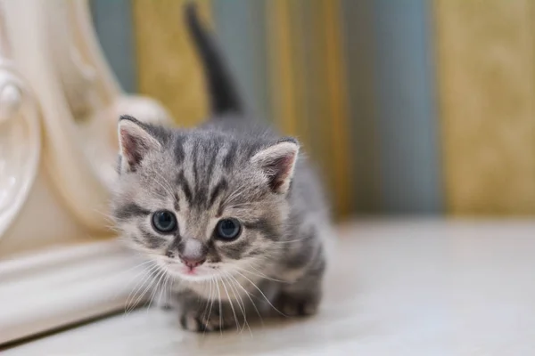 Kočička Munchkin Nadýchaná Zvíře — Stock fotografie