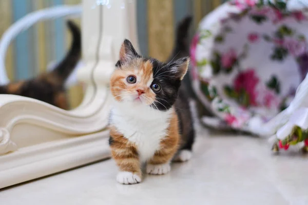 Kätzchen Katze Munchkin Flauschig Tier — Stockfoto